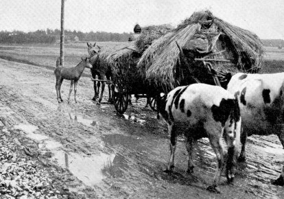 Беженцы. Осень 1915-го