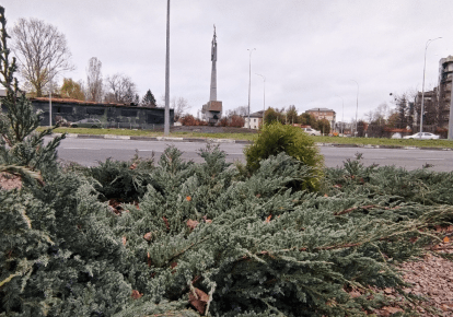 Кільцева розв'язка на в'їзді в Бородянку, що на Київщині, після озеленення