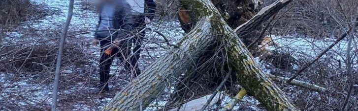 Трагедія на Закарпатті: Дерево на смерть привалило дитину