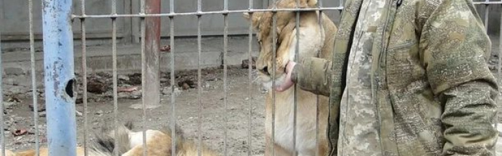 Владелец зверинца, откуда сбежали две львицы, отделался условным наказанием