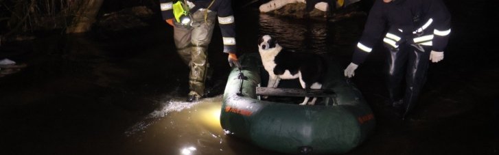 В Кропивницком из-за разлива реки затопило приют для животных