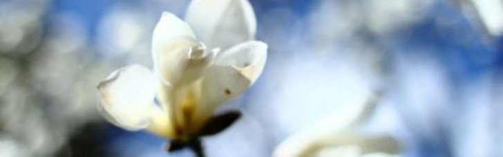 Погода в Украине 24 марта: на юго-востоке пройдет небольшой дождь