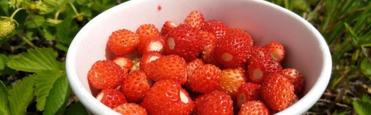 В Украине начала дешеветь садовая земляника: как изменились цены