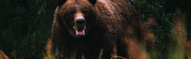 Місто в Росії взяли "в облогу" ведмеді