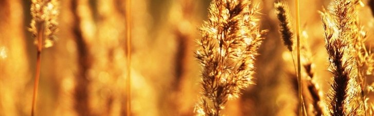 На этой неделе в Украине будет до +40°, но потом станет холоднее: синоптик рассказал, когда спадет жара