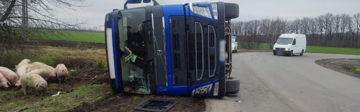 Водій не вписався в поворот: На Черкащині перекинулася фура зі свиньми