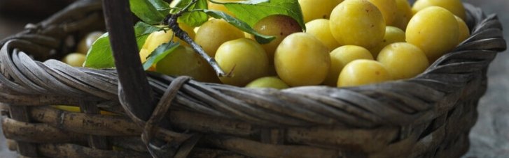 Польза алычи, или Самая скромная слива. Что мы знаем о ткемали