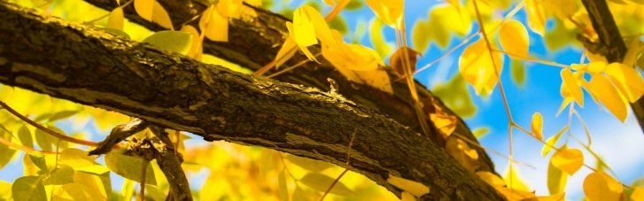 Синоптики розповіли, якої погоди чекати в Україні найближчими днями та як розпочнеться жовтень