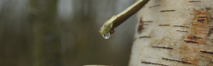 Березовий сік: користь із вигадкою. Прототип живої води і як його зберігають