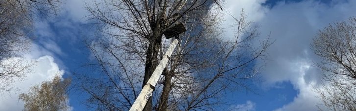 В Сумах виявили бойову частину дрона у кроні дерева в міському парку