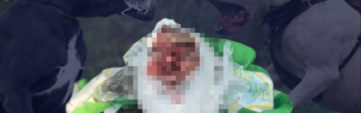 В Киевской области собаки насмерть загрызли женщину