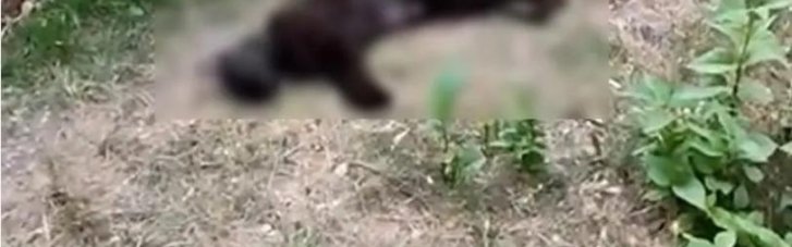 В селе в Тернопольской области массово погибли коты: Полиция подозревает, что животных отравили