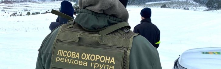 В преддверии зимних праздников в лесах усилили защиту елок: штрафы за вырубку