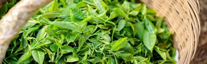 Учені назвали три продукти, поєднання яких допоможе зберегти молодість мозку