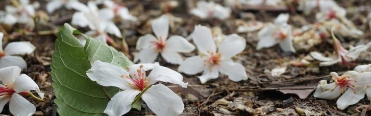 Погода в Украине 4 мая: почти везде сухо, местами сильный ветер (КАРТА)