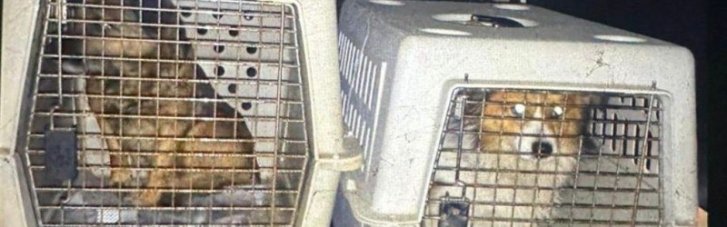 Поліція відкрила кримінальне провадження стосовно львів'янина, що силоміць поїв спиртним собак