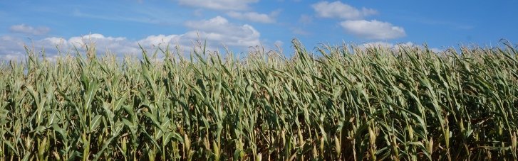 Погода в Украине 21 августа: жара до 37°, в некоторых областях дожди (КАРТА)