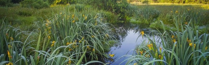 Погода в Україні 12 червня: дощитиме, подекуди спека до 29° (КАРТА)