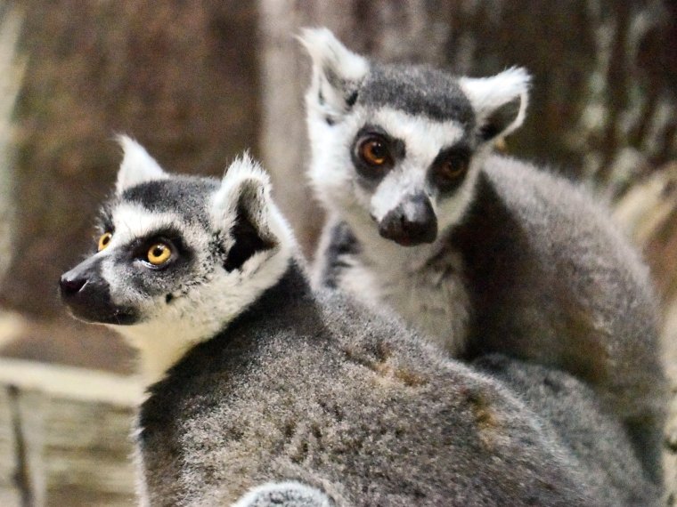 Спасены лемуры из Херсона. Фото: Facebook Kyiv Zoo