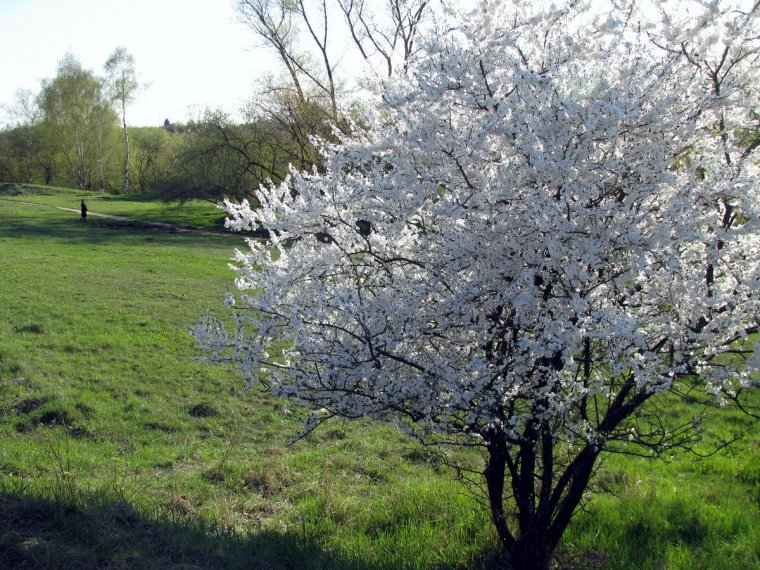 кущ аличі