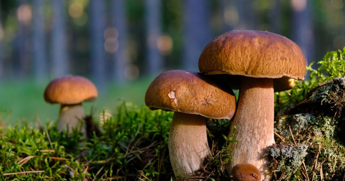 Что будет, если съесть перезрелый гриб?