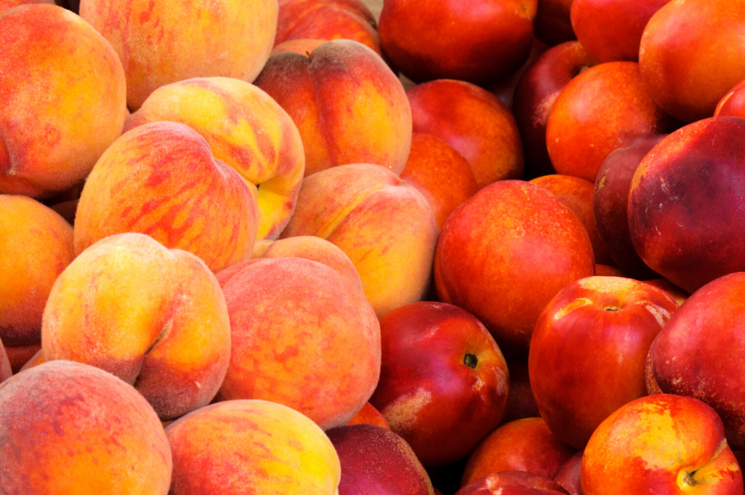 В некоторых случаях сходство плодов нектарина и персика бывает так велико, что первые выглядят точь-в-точь как отполированные образцы вторых