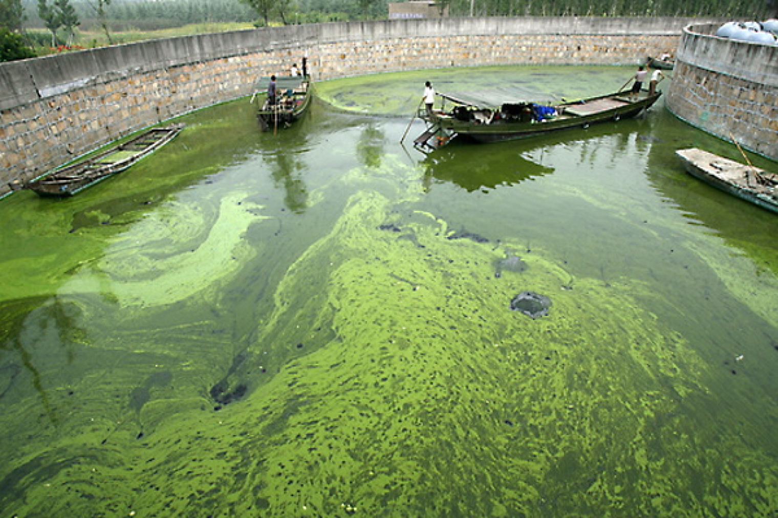 Численность водорослей. Озеро Чаоху Китай. Цветение воды цианобактерии. Озеро Тай Китай загрязнение. Загрязнение водоемов.