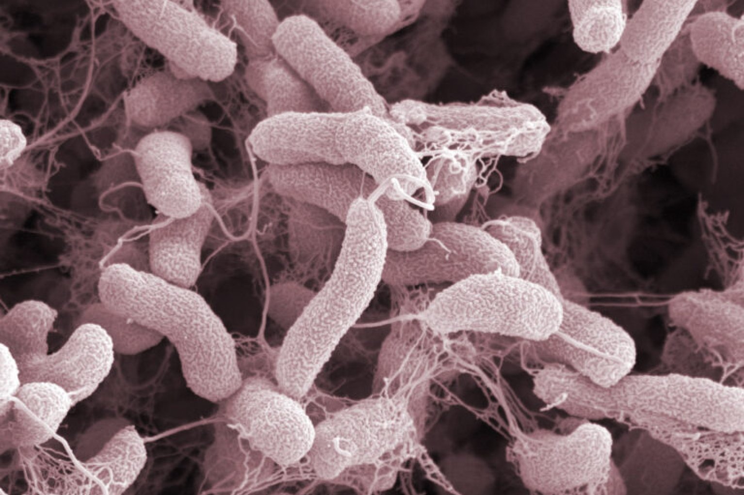 Микробы холеры