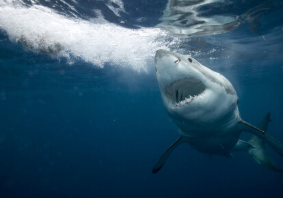 Большая белая акула является самым опасным хищником океана