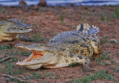 ЮАР планирует поставлять мясо крокодилов в Украину