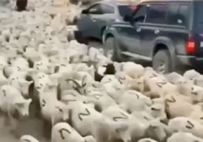 Вівці у Дагестані