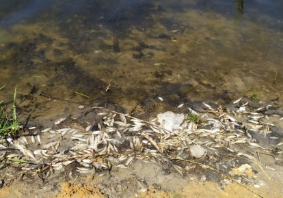 В реке Кальмиус зафиксировано загрязнение по целому ряду химических и биологических показателей