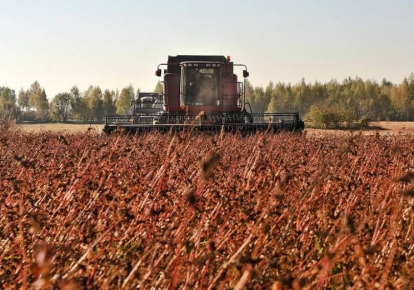В Україні зібрали рекордний врожай гречки