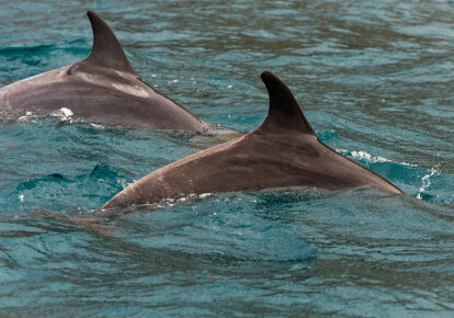 Ймовірно, Росія використовує спеціально навчених дельфінів у війні в Сирії
