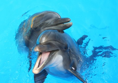 Дельфіни