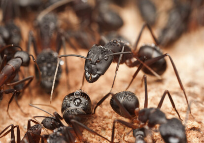 Деякі види мурашок володіють потужною отрутою. Фото: Shutterstock