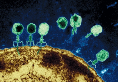 Бактериофаги под микроскопом