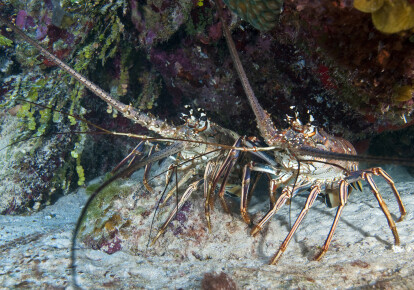 Карибські колючі омари зазвичай живуть групами, але здорові омари уникають представників свого виду, якщо ті заражені смертельним вірусом / Getty Images
