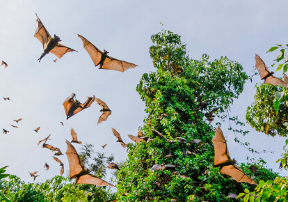 Фруктовые летучие мыши, вероятно, переносят вирус Эбола. Фото: Shutterstock