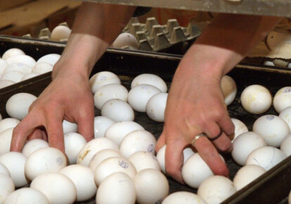 ОАЭ, Ирак и Катар стали главными покупателями яиц из Украины
