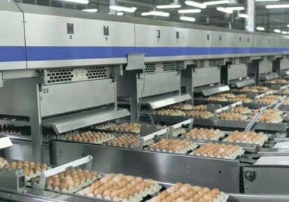Виробництво яєць. Фото: Латифундист