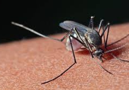Укуси комарів можуть призвести до дирофіляріозу