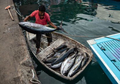Рыбак с желтоперым тунцом на рыбном рынке Мале на Мальдивах