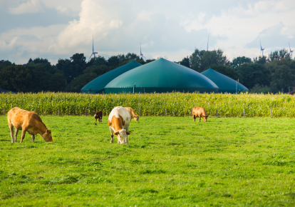 Из тонны навоза крупного рогатого скота получается 50-65 куб. м биогаза с содержанием метана 60%