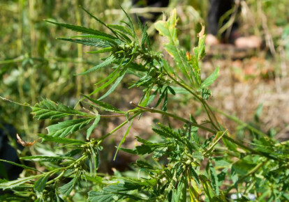 Комитет Верховной Рады одобрил петицию о легализации марихуаны в медицинских целях