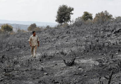 Наслідки лісових пожеж в Сирії