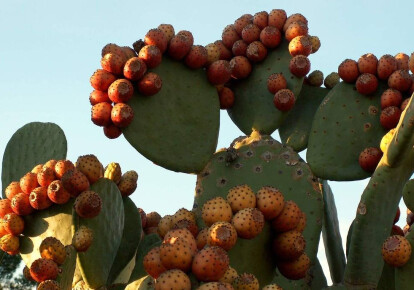 Так выглядят плоды съедобного кактуса опунции. На одном растении их может быть множество
