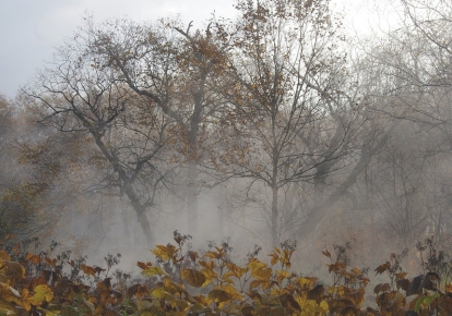 Погода в Украине: без существенных осадков, местами ожидается туман;