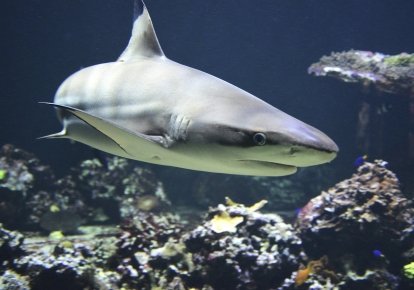 Сотни видов акул и скатов — под угрозой исчезновения