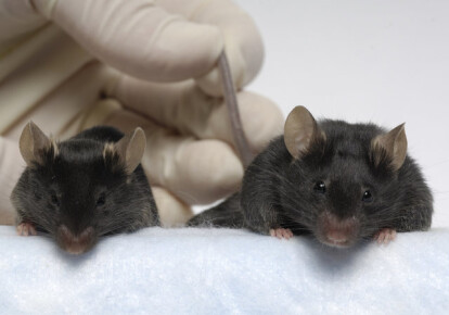 М'язова маса миші праворуч в чотири рази перевищувала м'язову масу звичайної лабораторної миші/Se-Jin Lee/PLOS One